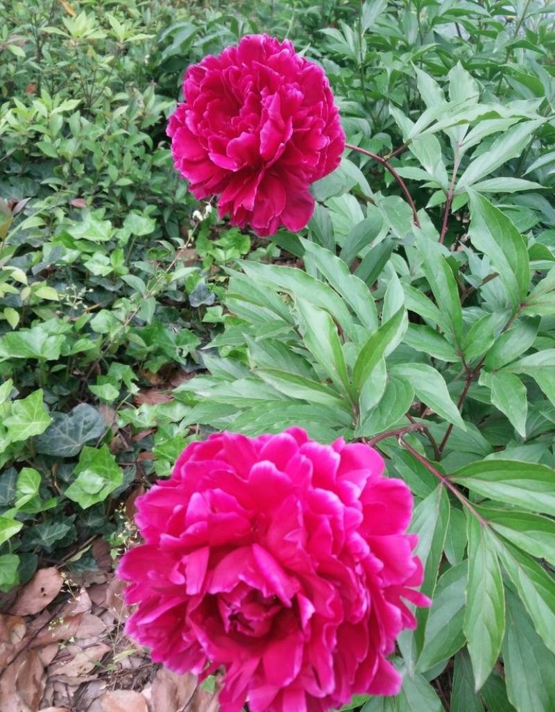 芍药花苗根块花卉室外盆栽室内植物庭院四季种花根