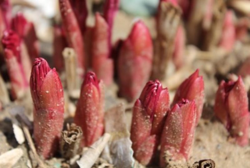 芍药花苗根块花卉室外盆栽室内植物庭院四季种花根