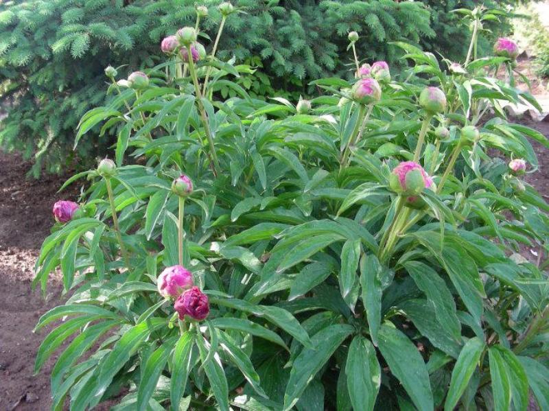 芍药花苗根块花卉室外盆栽室内植物庭院四季种花根