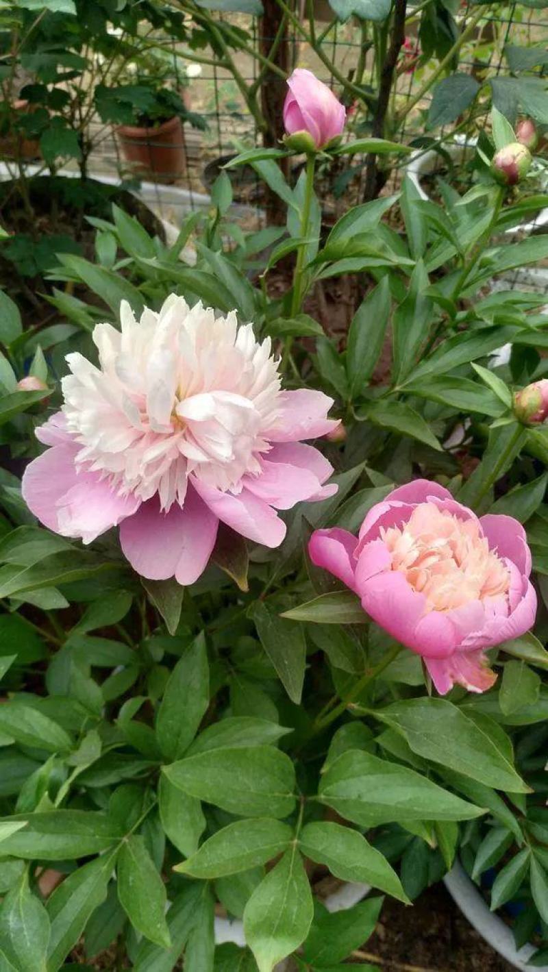 芍药花苗根块花卉室外盆栽室内植物庭院四季种花根