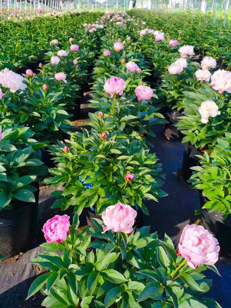芍药花苗根块花卉室外盆栽室内植物庭院四季种花根