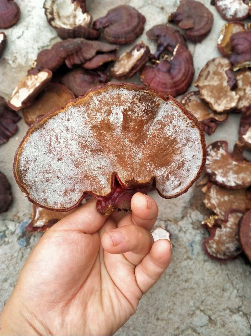红灵芝产地直销量大优惠不苦口感也好