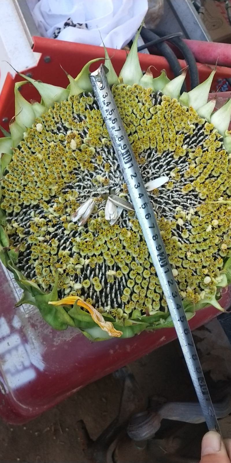 内蒙古巴彦淖尔市五原县向日葵，葵花盘，产地直销