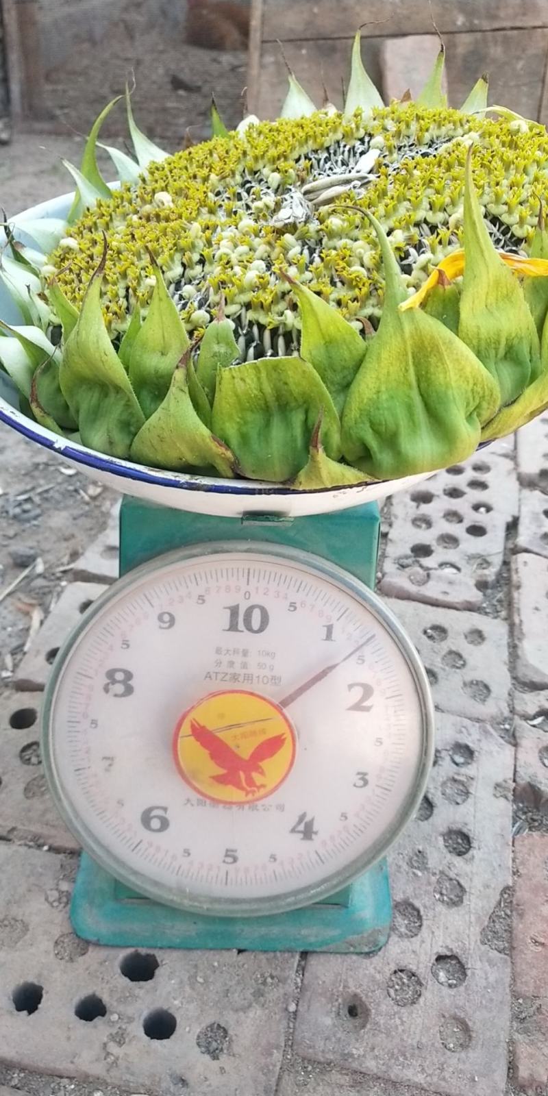 内蒙古巴彦淖尔市五原县向日葵，葵花盘，产地直销