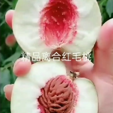 离合大红毛桃已成熟大量上市