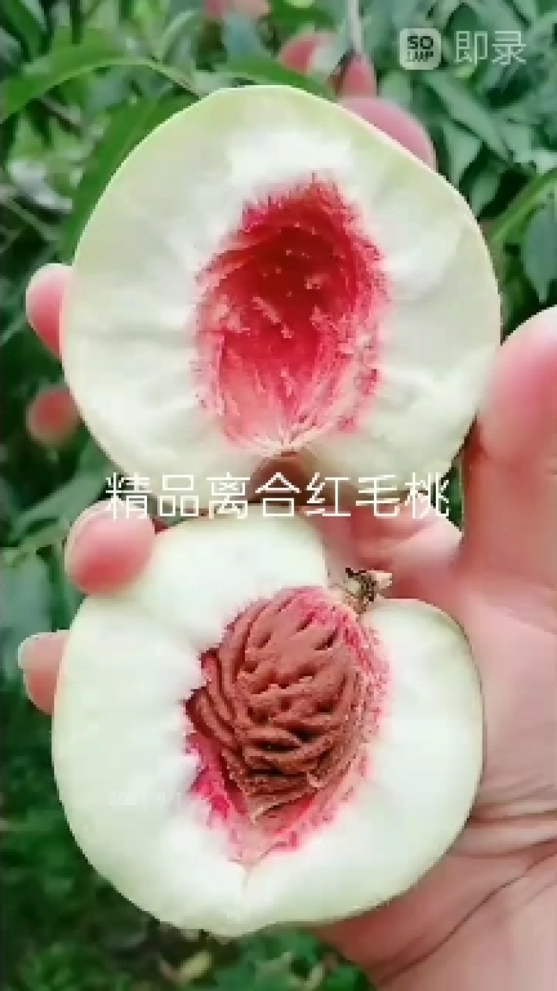 离合大红毛桃已成熟大量上市