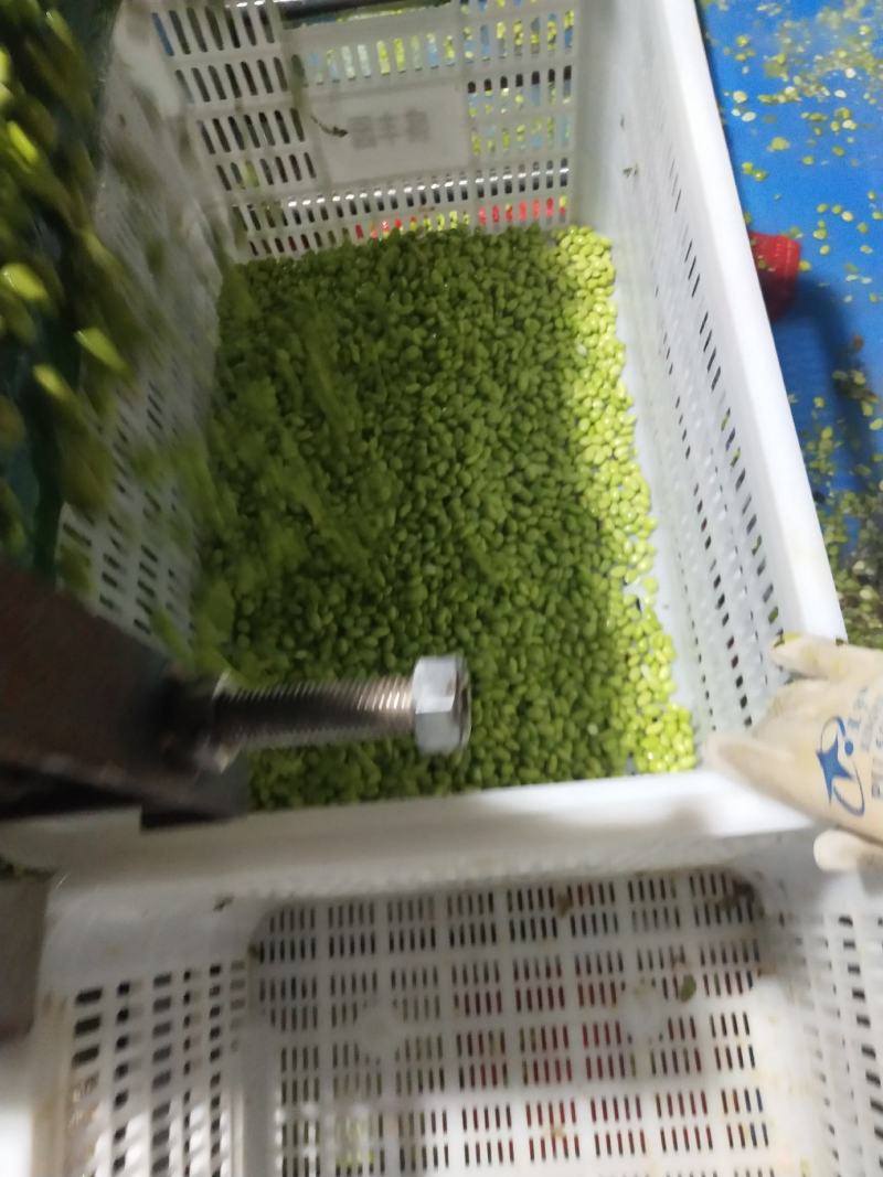 大量供应鲜毛豆仁，毛豆米，毛豆粒，加工厂，市场