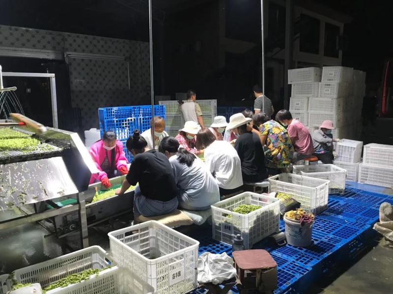 大量供应优质毛豆仁，毛豆米，新鲜毛豆米