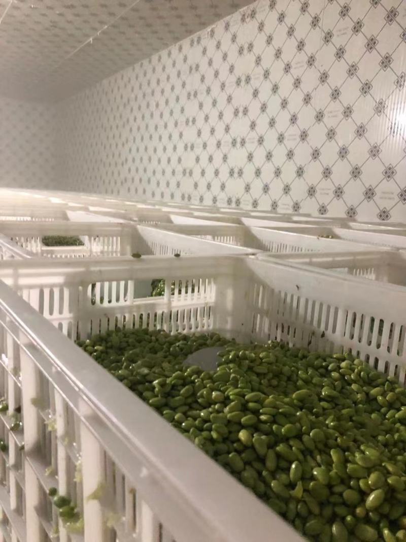 大量供应优质毛豆仁，毛豆米，新鲜毛豆米
