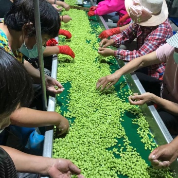 大量供应优质毛豆仁，毛豆米，新鲜毛豆米