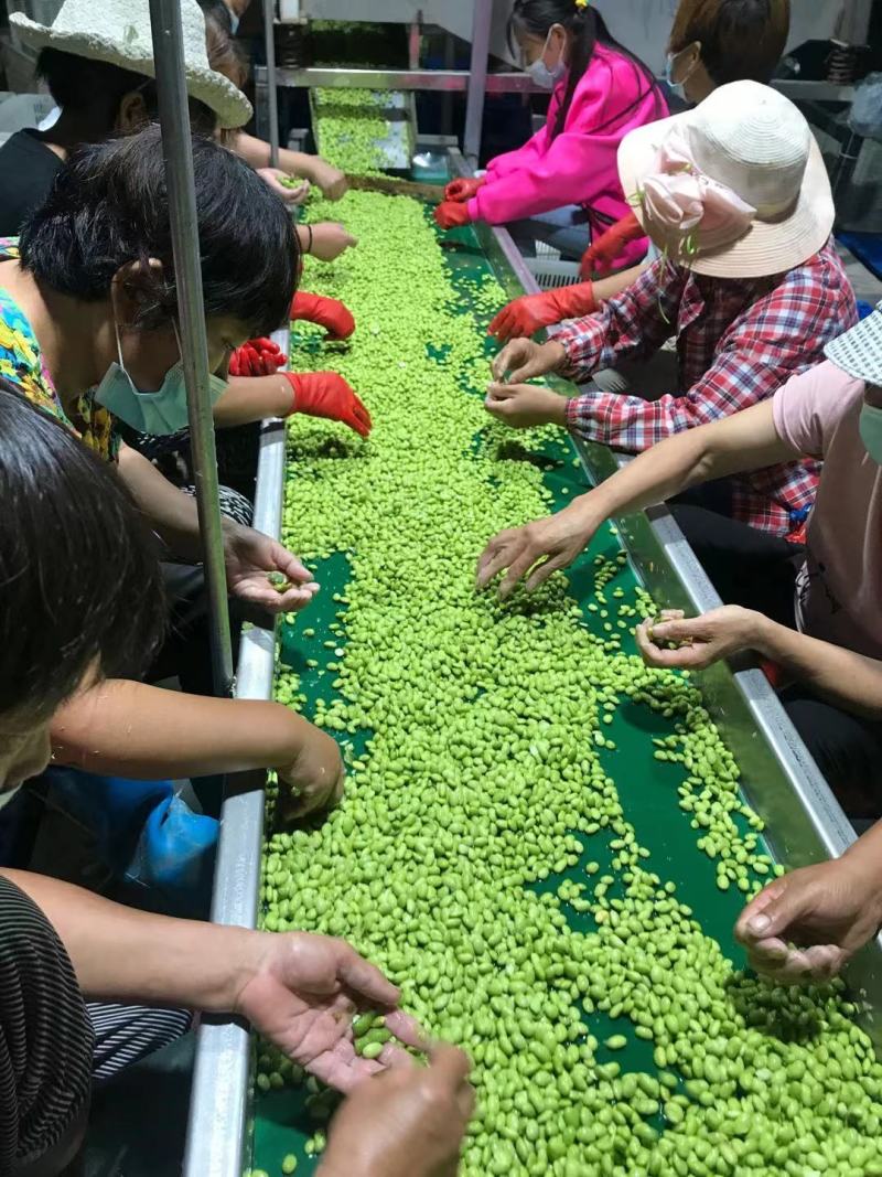 大量供应优质毛豆仁，毛豆米，新鲜毛豆米