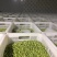 大量供应优质毛豆仁，毛豆米，新鲜毛豆米