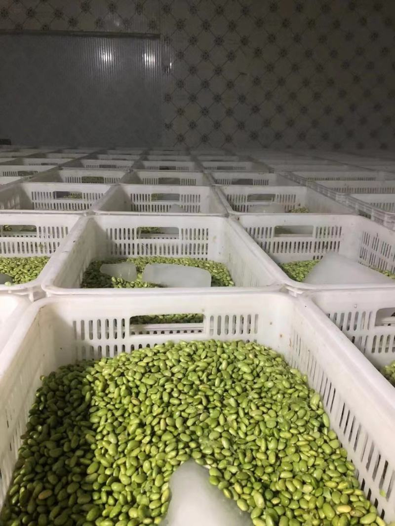 大量供应优质毛豆仁，毛豆米，新鲜毛豆米