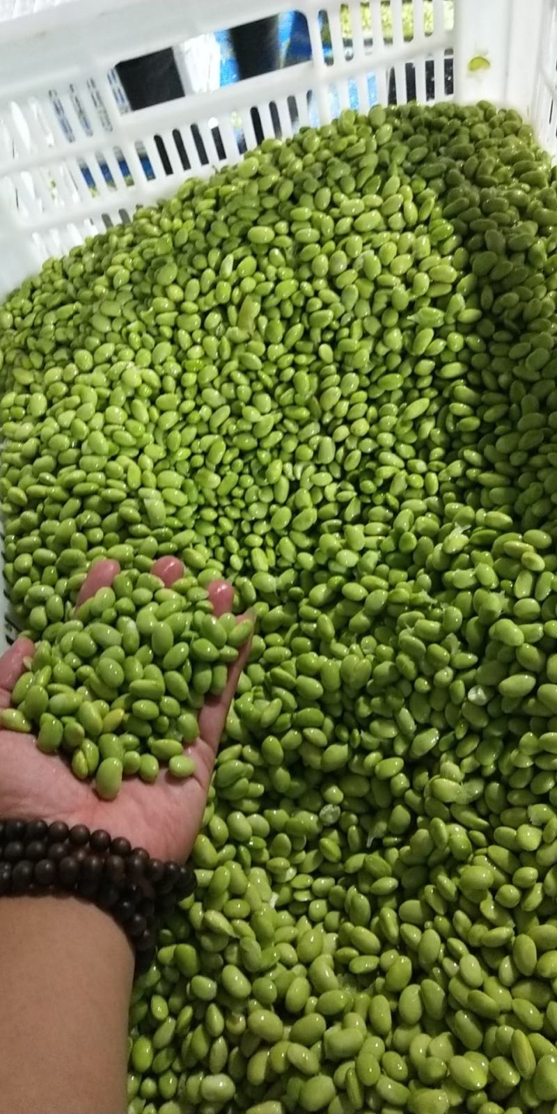 大量供应优质毛豆仁，毛豆米，新鲜毛豆米