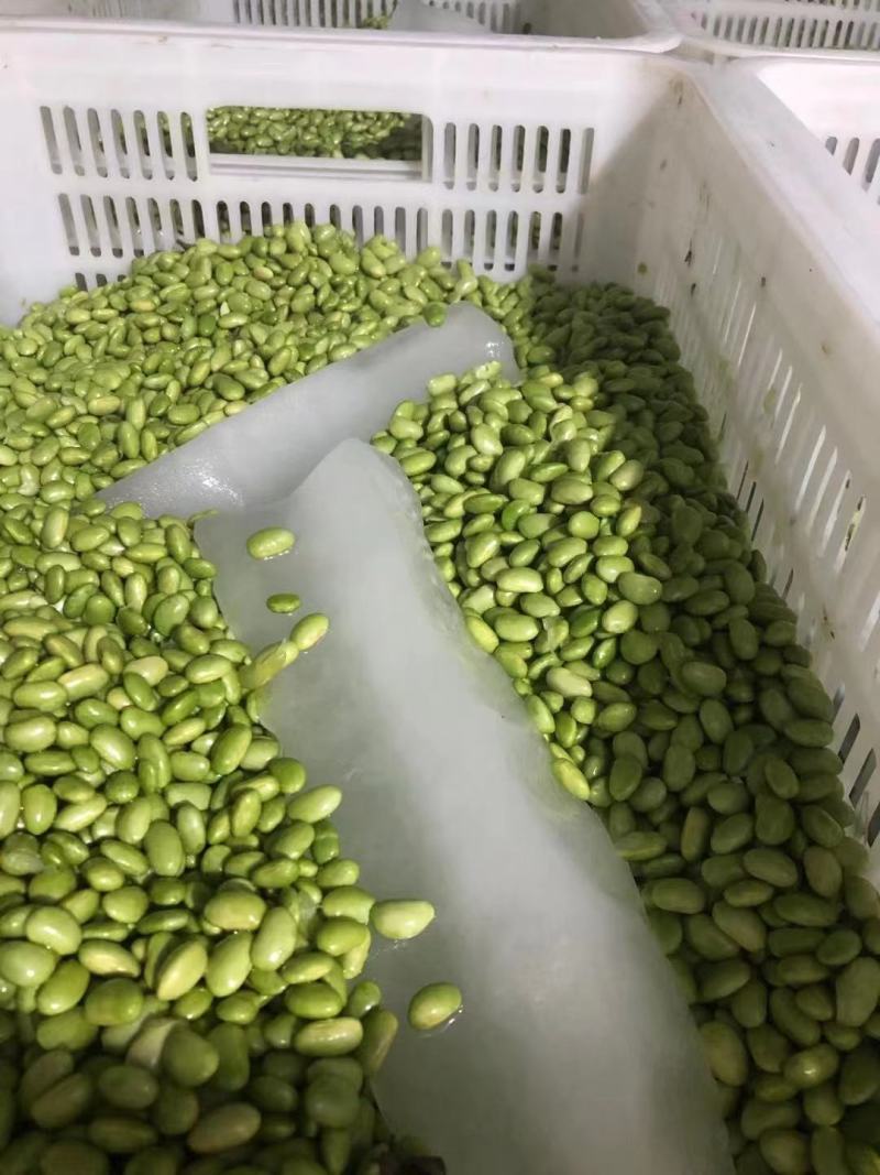 大量供应优质毛豆仁，毛豆米，新鲜毛豆米