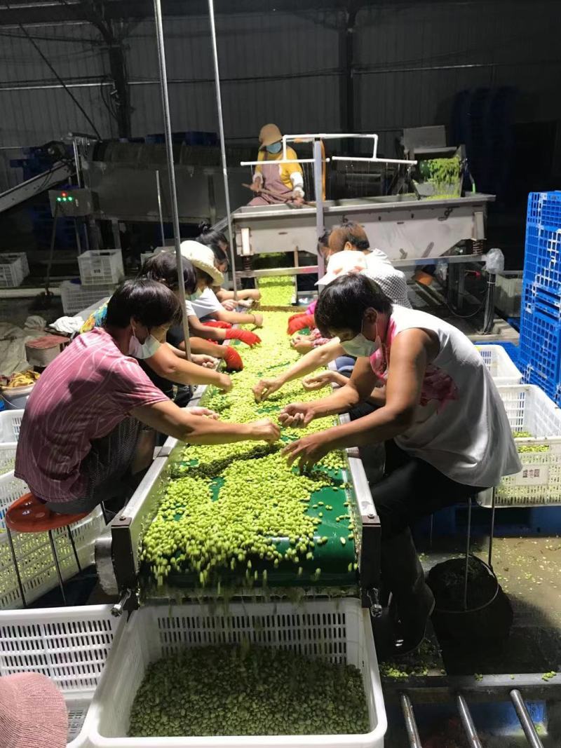 大量供应优质毛豆仁，毛豆米，新鲜毛豆米