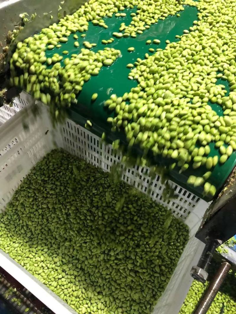 大量供应优质毛豆仁，毛豆米，新鲜毛豆米