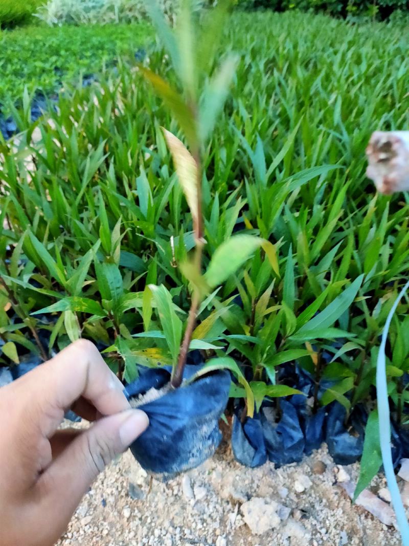 翠芦莉中袋，福建种植批发基地欢迎新老客户来实地考察