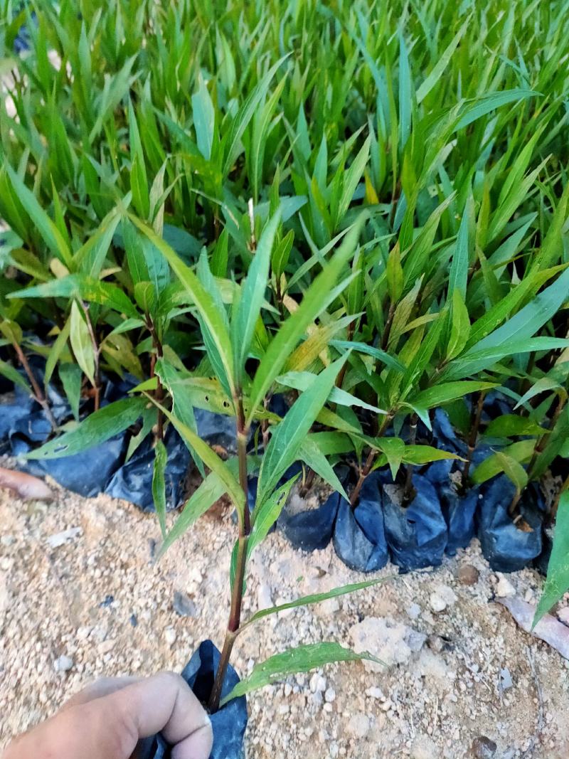 翠芦莉中袋，福建种植批发基地欢迎新老客户来实地考察