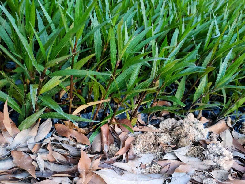 翠芦莉中袋，福建种植批发基地欢迎新老客户来实地考察