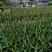 翠芦莉中袋，福建种植批发基地欢迎新老客户来实地考察