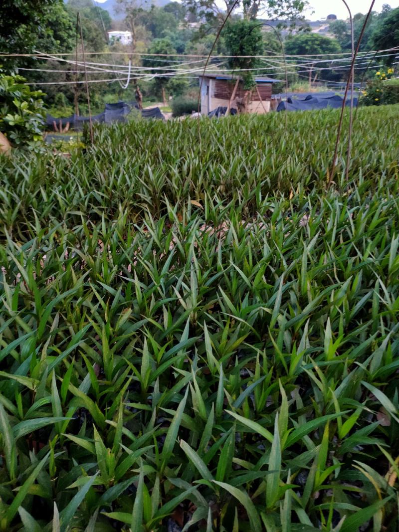 翠芦莉中袋，福建种植批发基地欢迎新老客户来实地考察