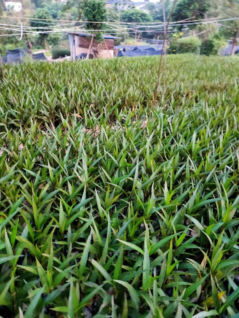 翠芦莉中袋，福建种植批发基地欢迎新老客户来实地考察