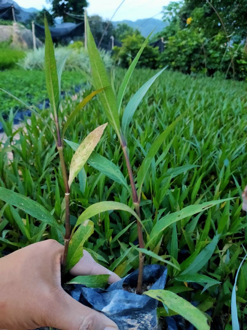 翠芦莉中袋，福建种植批发基地欢迎新老客户来实地考察