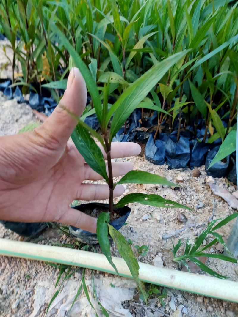 翠芦莉中袋，福建种植批发基地欢迎新老客户来实地考察