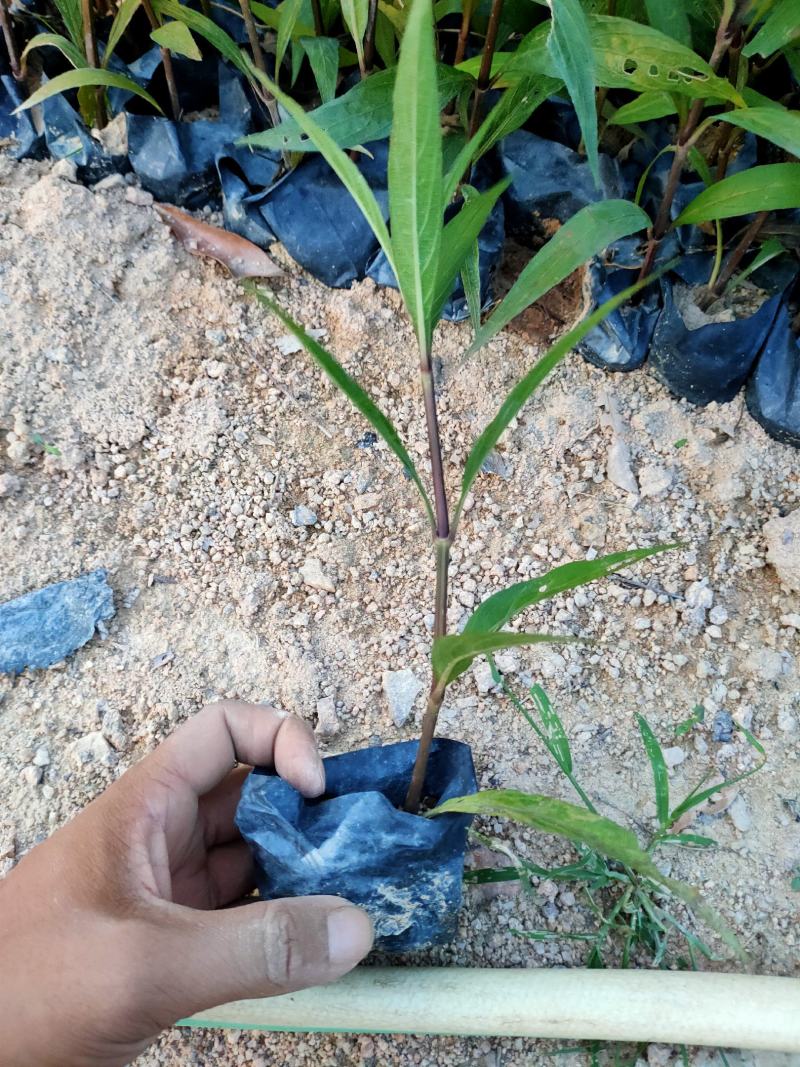 翠芦莉中袋，福建种植批发基地欢迎新老客户来实地考察