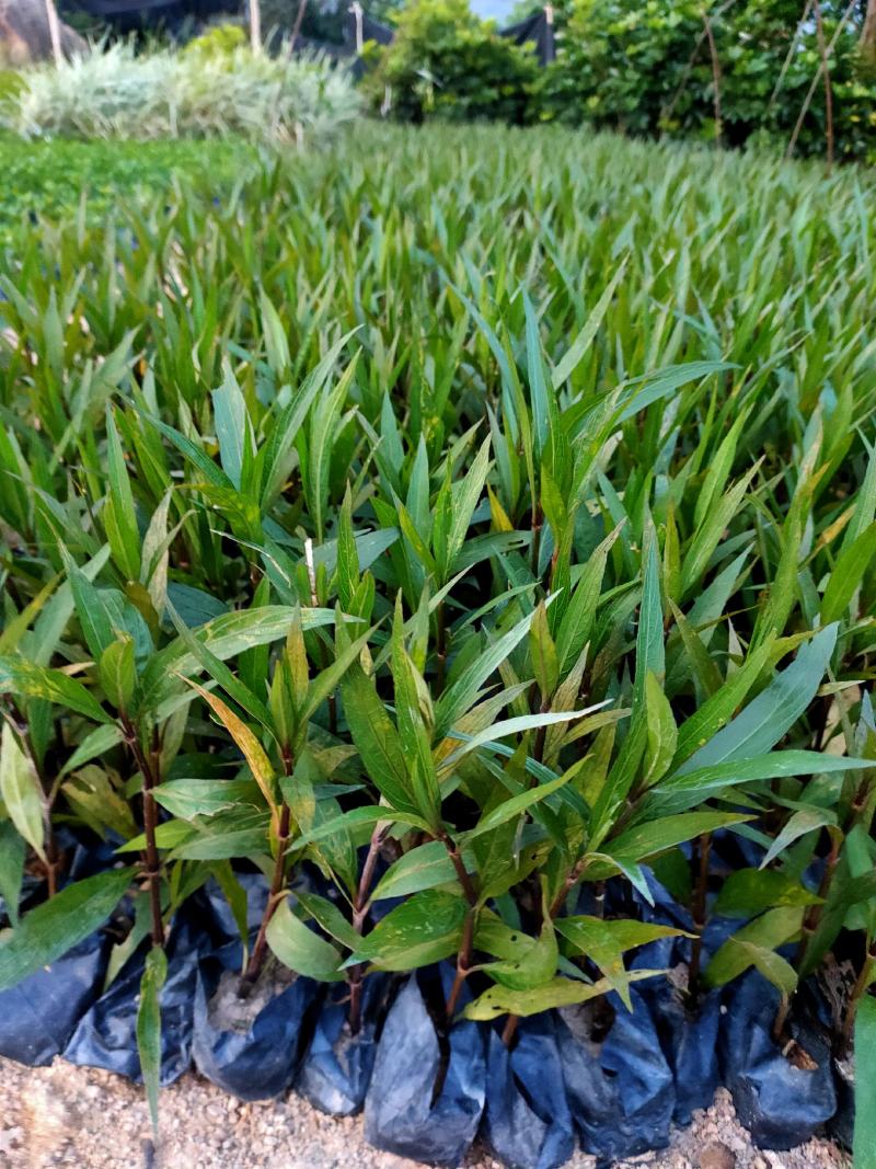 翠芦莉中袋，福建种植批发基地欢迎新老客户来实地考察