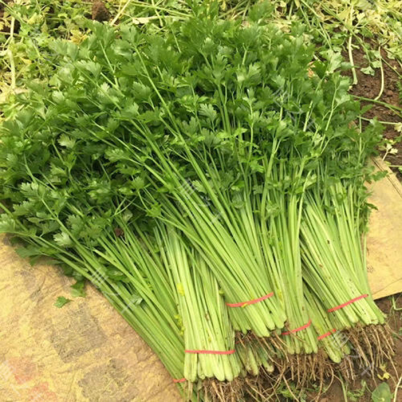 芹菜蔬菜基地种植品相优良价格便宜可长期稳定供应