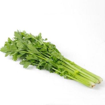 芹菜蔬菜基地种植品相优良价格便宜可长期稳定供应