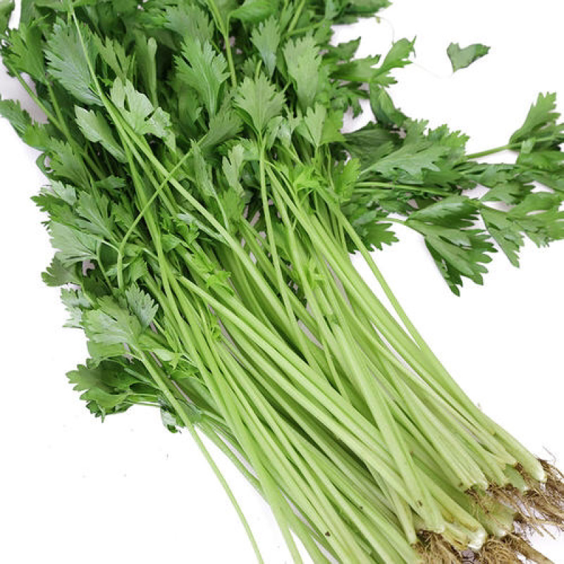 芹菜蔬菜基地种植品相优良价格便宜可长期稳定供应