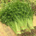 芹菜蔬菜基地种植品相优良价格便宜可长期稳定供应