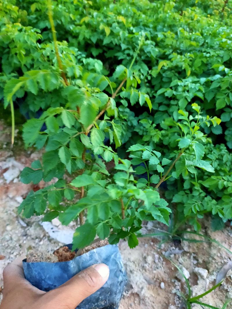 非洲凌霄，福建种植批发基地欢迎新老客户来实地考察