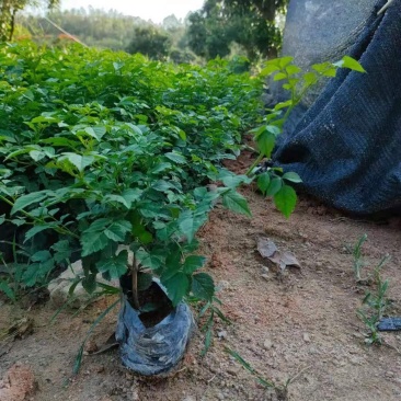 非洲凌霄，福建种植批发基地欢迎新老客户来实地考察