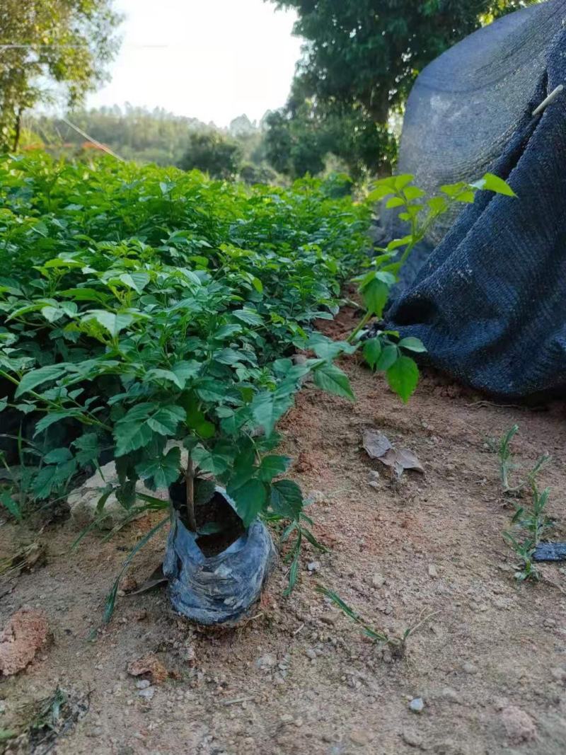 非洲凌霄，福建种植批发基地欢迎新老客户来实地考察