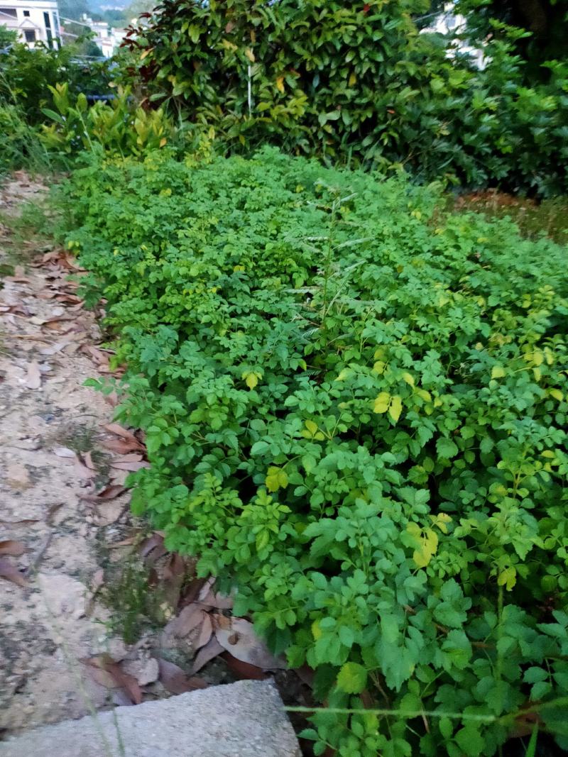 非洲凌霄，福建种植批发基地欢迎新老客户来实地考察