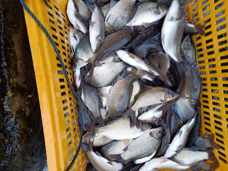 鲫鱼苗鱼塘养殖提供养殖技术鱼塘规划放养及售后服务