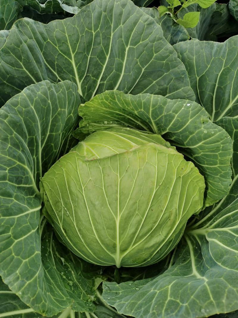 包菜