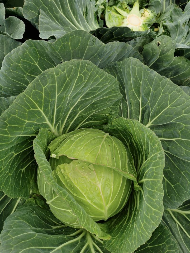 包菜
