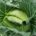 包菜