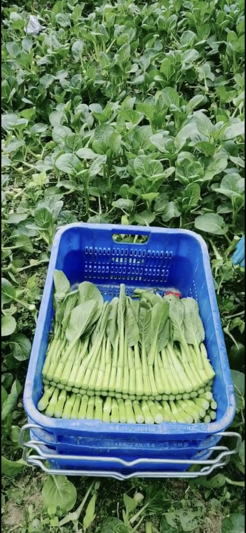 菜苔菜薹菜心一手（常年有货）欢迎长期合作，专业绿叶蔬菜
