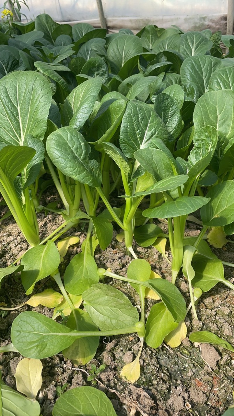 菜苔菜薹菜心一手（常年有货）欢迎长期合作，专业绿叶蔬菜