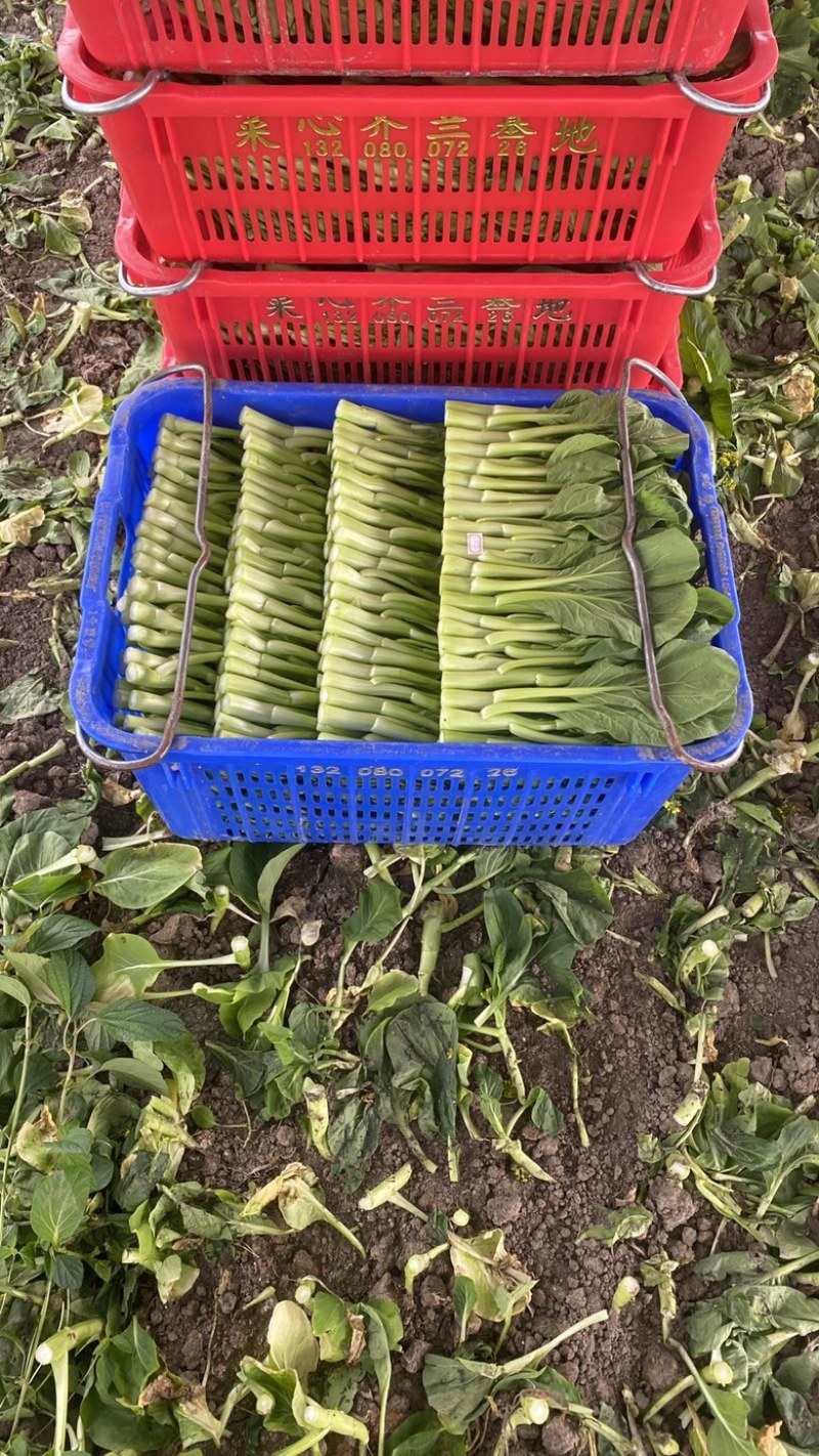 菜苔菜薹菜心一手（常年有货）欢迎长期合作，专业绿叶蔬菜