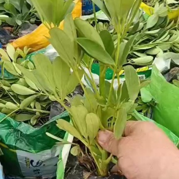 鸭脚木，福建种植批发基地欢迎新老客户来实地考察