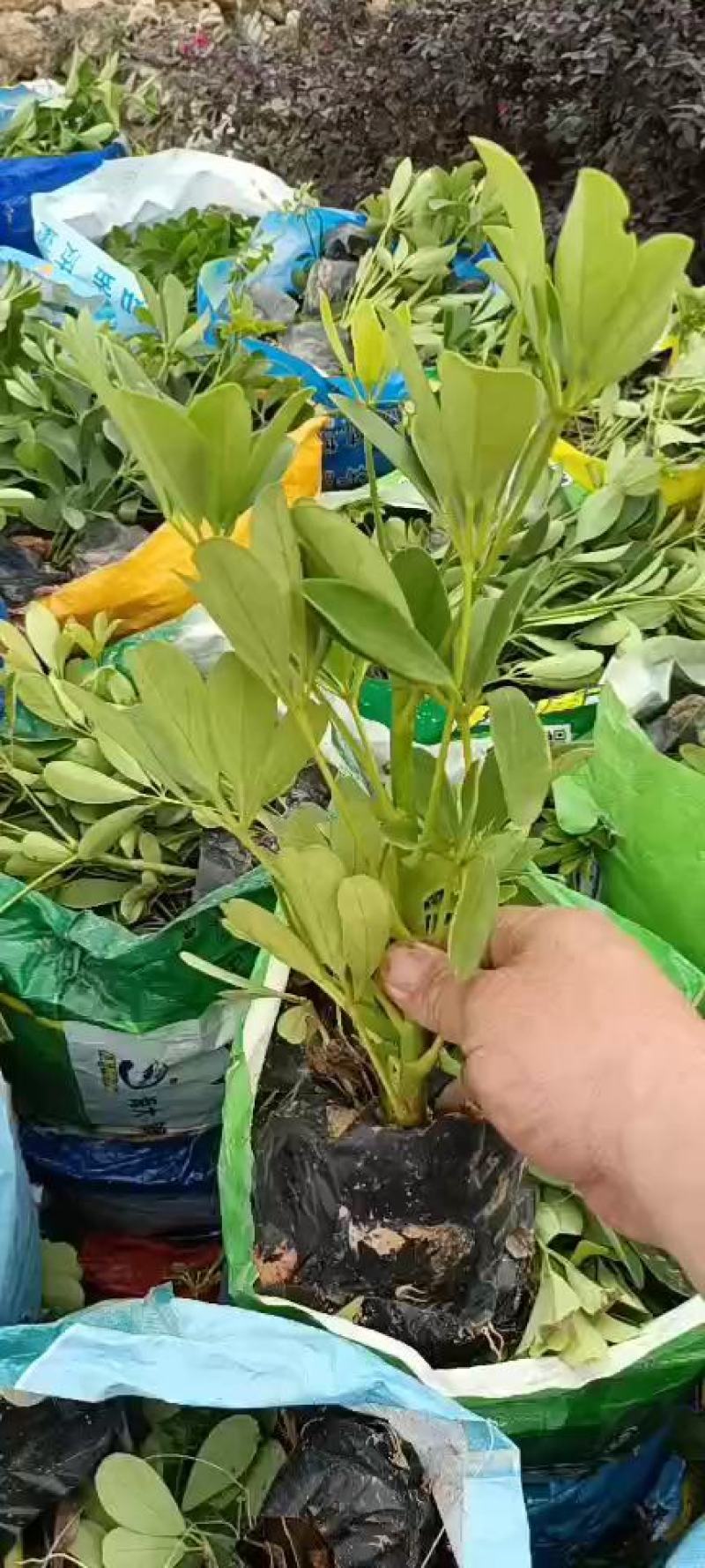 鸭脚木，福建种植批发基地欢迎新老客户来实地考察