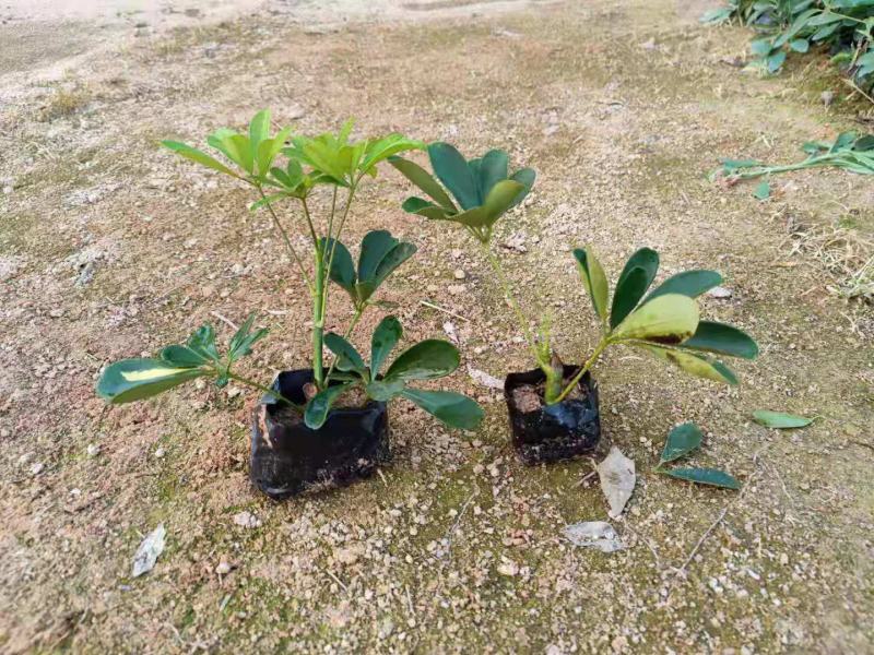 鸭脚木，福建种植批发基地欢迎新老客户来实地考察