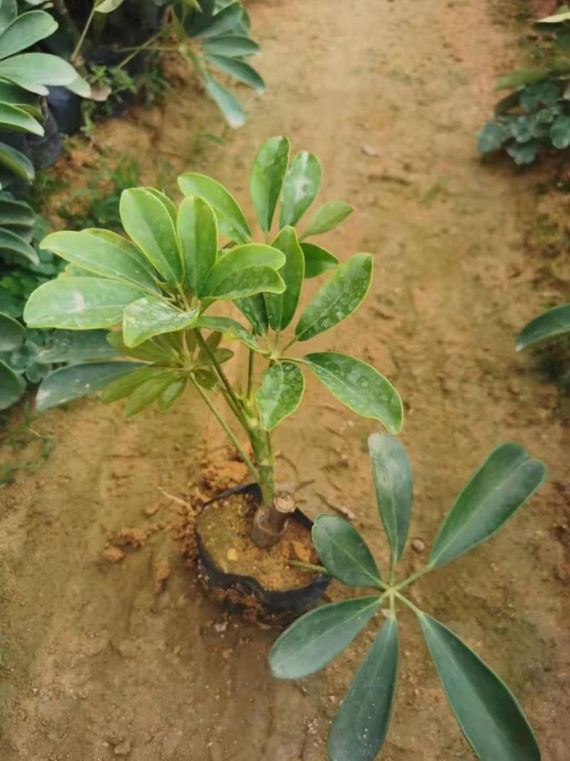 鸭脚木，福建种植批发基地欢迎新老客户来实地考察